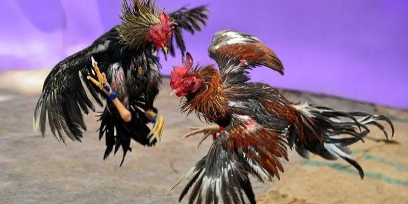 Cá cược đá gà trực tiếp C1 tại 789Bet – Sự lựa chọn hoàn hảo 2 Ưu điểm nổi bật khi cá cược đá gà trực tiếp C1