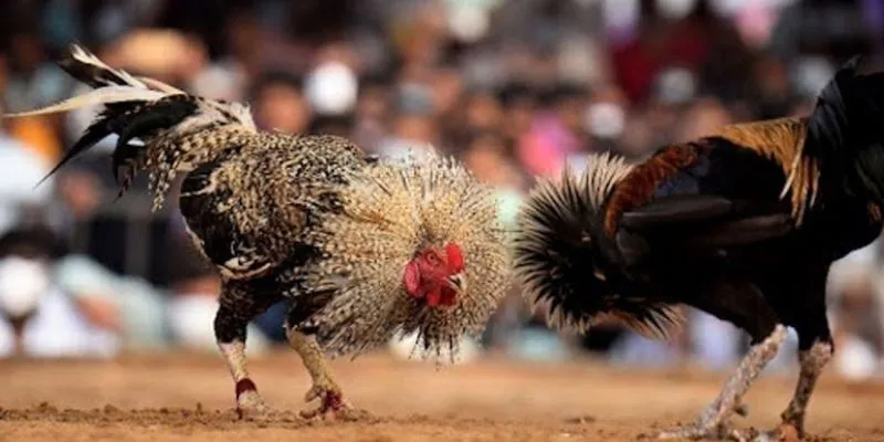 Cá cược đá gà trực tiếp C1 tại 789Bet – Sự lựa chọn hoàn hảo 3 Các loại cược đá gà trực tiếp C1 phổ biến