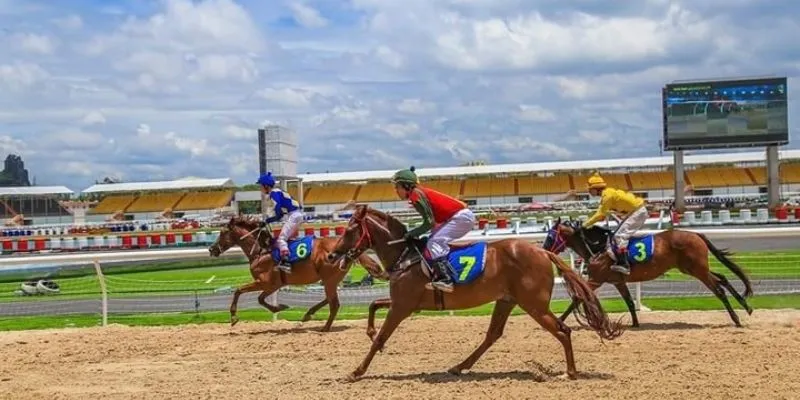 Mẹo đặt cược đua ngựa - Tận dụng thông tin từ chuyên gia 3 Tìm hiểu mẹo đặt cược đua ngựa hiệu quả