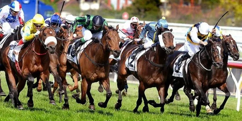 Mẹo đặt cược đua ngựa - Tận dụng thông tin từ chuyên gia 4 Tổng hợp các yếu tố cần lưu ý khi đặt cược