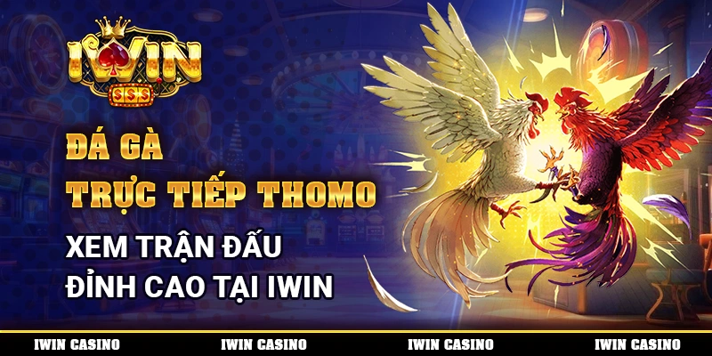 Đá Gà Trực Tiếp Thomo - Xem Trận Đấu Đỉnh Cao Tại IWIN 3 1 da ga tt thom