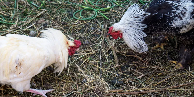 Đá Gà Trực Tiếp Thomo - Xem Trận Đấu Đỉnh Cao Tại IWIN 3 Cách xem đá gà trực tiếp thomo cùng IWIN