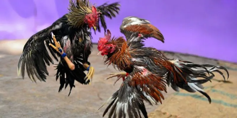 Đá gà ăn tiền thật tại 789Bet - Cơ hội chiến thắng với mỗi lần cá cược 3 Khám phá các kèo cược đá gà thịnh hành