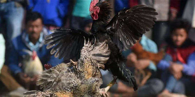 Đá gà ăn tiền thật tại 789Bet - Cơ hội chiến thắng với mỗi lần cá cược 4 Mẹo thắng lớn chơi cá cược đá gà ăn tiền thật