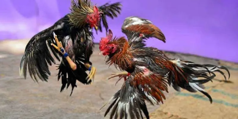 Đá gà Malay tại 789Bet - Cập nhật tỷ lệ kèo nhanh và chuẩn 2 Đôi nét về cá cược đá gà Malay tại 789Bet