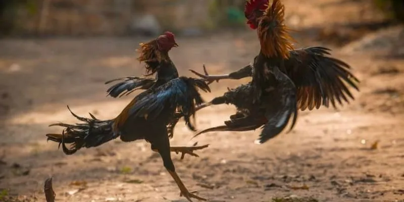 Đá gà Malay tại 789Bet - Cập nhật tỷ lệ kèo nhanh và chuẩn 4 Tổng hợp mẹo cá cược đá gà hiệu quả