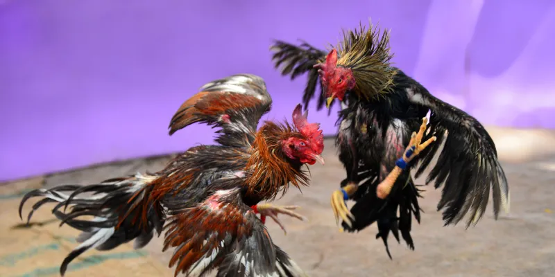 Đá Gà Trực Tiếp Thomo - Xem Trận Đấu Đỉnh Cao Tại IWIN 2 Điểm đặc biệt của đá gà trực tiếp thomo là gì?