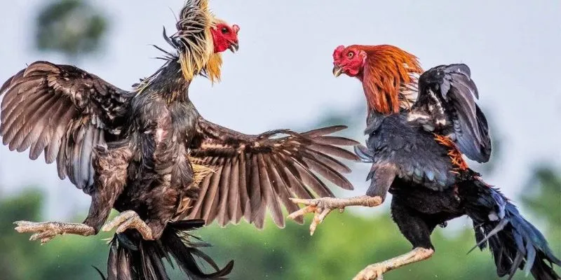 Mẹo chơi đá gà trực tiếp - Kinh nghiệm đặt cược an toàn 2 Phân biệt giữa cá cược đá gà trực tiếp và truyền thống