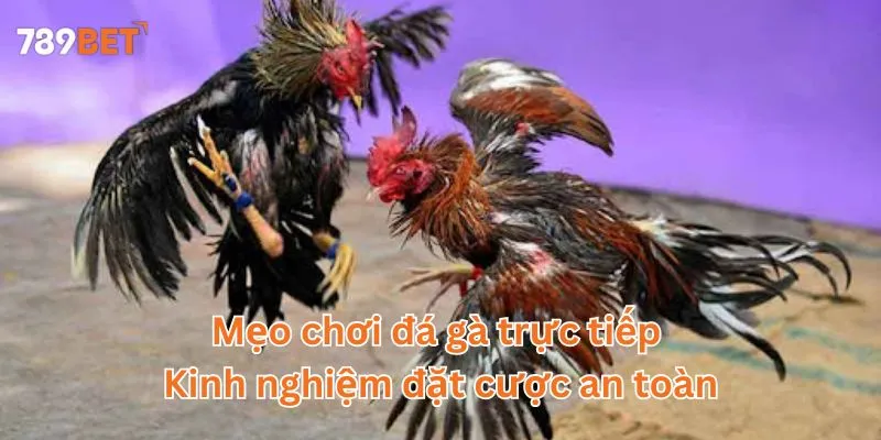 Mẹo chơi đá gà trực tiếp - Kinh nghiệm đặt cược an toàn 1 Mẹo chơi đá gà trực tiếp - Kinh nghiệm đặt cược an toàn