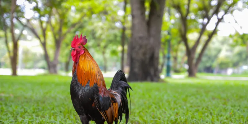 Đá Gà Trực Tiếp Thomo - Xem Trận Đấu Đỉnh Cao Tại IWIN 4 Tính cạnh tranh cao trong từng trận đá gà trực tiếp thomo