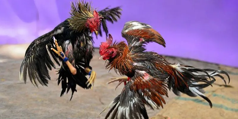 Đá gà cựa dao Campuchia tại 789Bet - Chiến thuật cá cược từ cao thủ 2 Vài nét về đá gà cựa dao Campuchia tại 789Bet