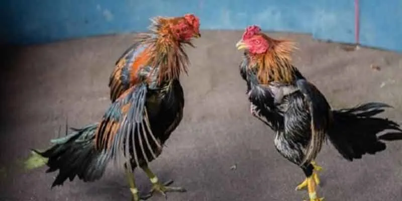 Đá gà cựa dao Campuchia tại 789Bet - Chiến thuật cá cược từ cao thủ 3 Luật chơi trong đá gà cựa dao Campuchia tại 789Bet