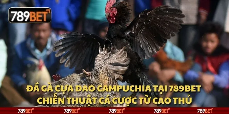 Đá gà cựa dao Campuchia tại 789Bet - Chiến thuật cá cược từ cao thủ 1 Đá gà cựa dao Campuchia tại 789Bet - Chiến thuật cá cược từ cao thủ