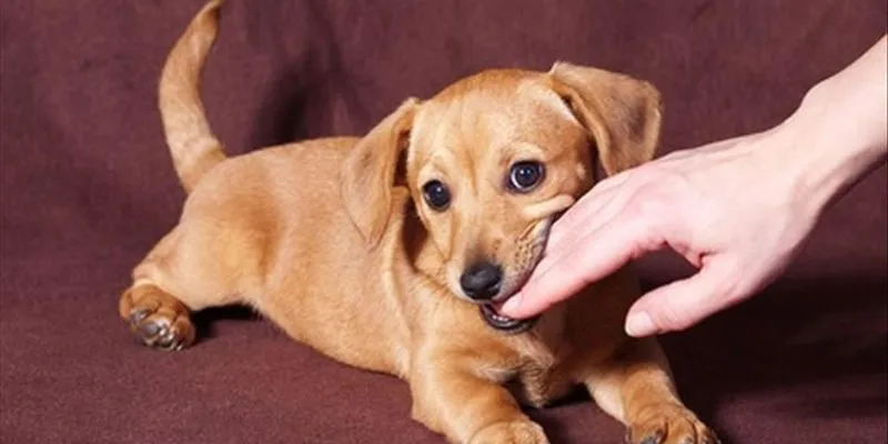 Tìm hiểu các trường hợp nằm mơ thấy chó cắn