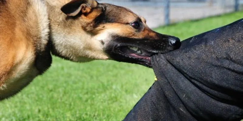 Ý nghĩa khi nằm mơ chó cắn chảy máu