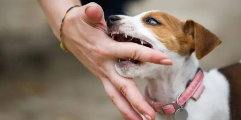 Các con số may mắn khi nằm mơ thấy chó cắn