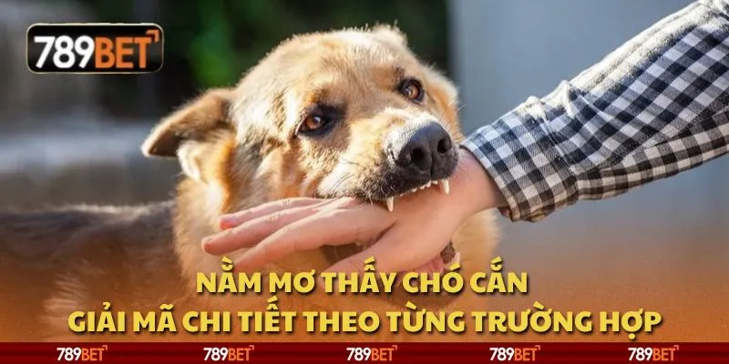 Nằm mơ thấy chó cắn - Giải mã chi tiết theo từng trường hợp 3 Nằm mơ thấy chó cắn - Giải mã chi tiết theo từng trường hợp