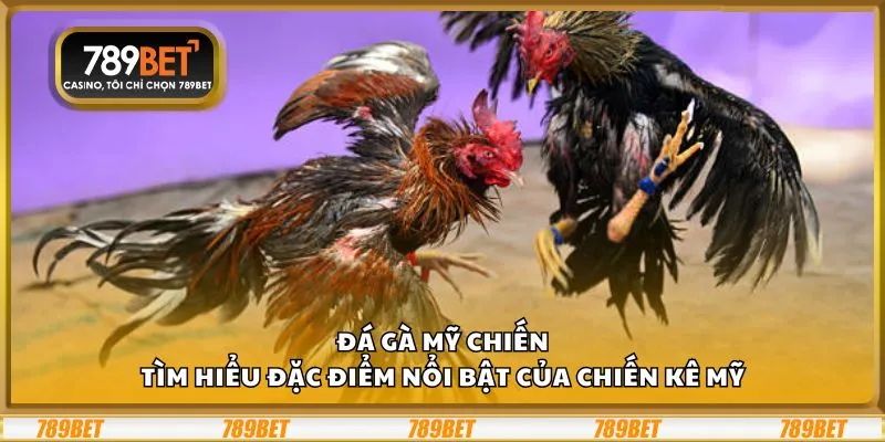 Đá Gà Mỹ Chiến: Tìm hiểu đặc điểm nổi bật của chiến kê Mỹ 9 Đá Gà Mỹ Chiến: Tìm hiểu đặc điểm nổi bật của chiến kê Mỹ