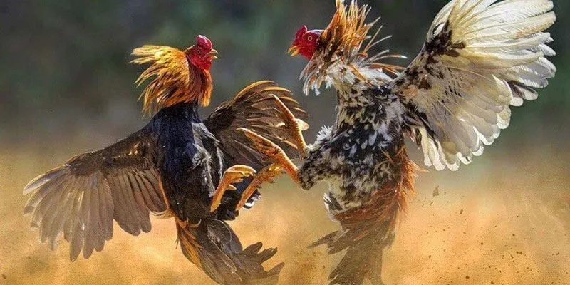 Đá Gà Mỹ Chiến: Tìm hiểu đặc điểm nổi bật của chiến kê Mỹ 4 Bí kíp chơi đá gà mỹ chiến nắm chắc chiến thắng trong tay