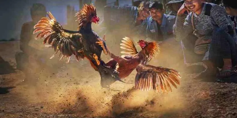 Đá gà trực tuyến: Kinh nghiệm phân tích bảng tỷ lệ kèo chuẩn xác 3 Cách đọc bảng tỷ lệ kèo đá gà