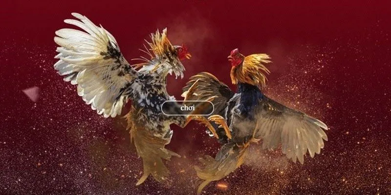 Kèo cược đá gà: Thời điểm vàng để vào kèo giúp tối ưu lợi nhuận 4 Áp dụng mẹo cược đá gà tối ưu
