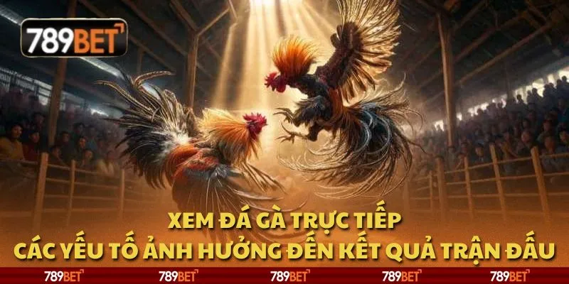 Xem đá gà trực tiếp: Các yếu tố ảnh hưởng đến kết quả trận đấu 6 Xem đá gà trực tiếp: Các yếu tố ảnh hưởng đến kết quả trận đấu