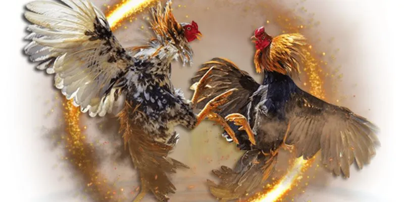 Xem đá gà trực tiếp: Các yếu tố ảnh hưởng đến kết quả trận đấu 2 Các loại cược đá gà phổ biến