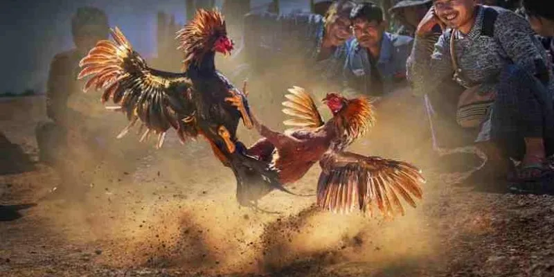 Xem đá gà trực tiếp: Các yếu tố ảnh hưởng đến kết quả trận đấu 4 Bí kíp để xem đá gà trực tiếp tăng cơ hội thắng lớn